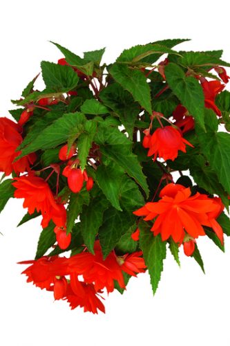 BEGONIA BOLIVIENSIS BELLECONIA - HOT ORANGE