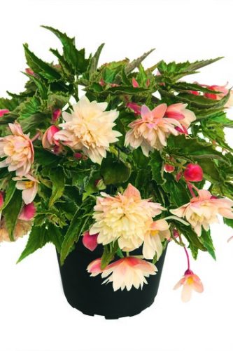 BEGONIA BOLIVIENSIS BELLECONIA - CREAM