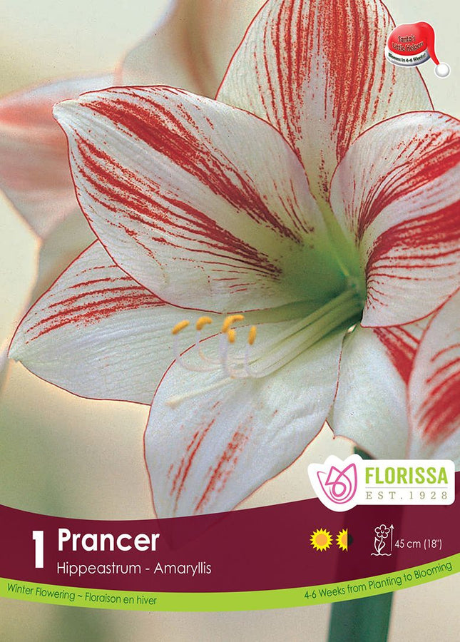 AMARYLLIS XMAS BLOOM PRANCER PKG