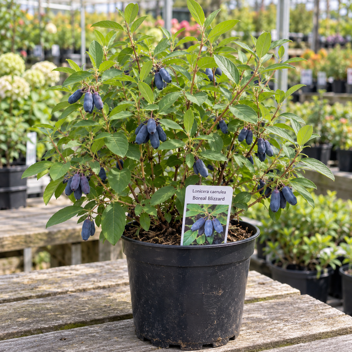 LONICERA CAERULEA - BOREAL BLIZZARD (BIOLOGIQUE)
