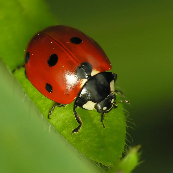 LADYBUGS HIPPODAMIA CONVERGENS