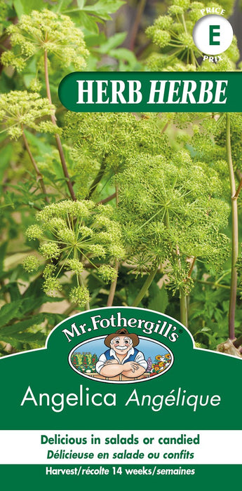 SEMENCES DE FINES HERBES: ANGELIQUE