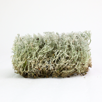LICHEN - REVITA-MOSS (CLADONIA ARBUSCULA)