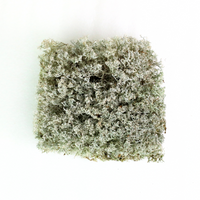 LICHEN - REVITA-MOSS (CLADONIA ARBUSCULA)
