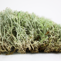LICHEN - REVITA-MOSS (CLADONIA ARBUSCULA)