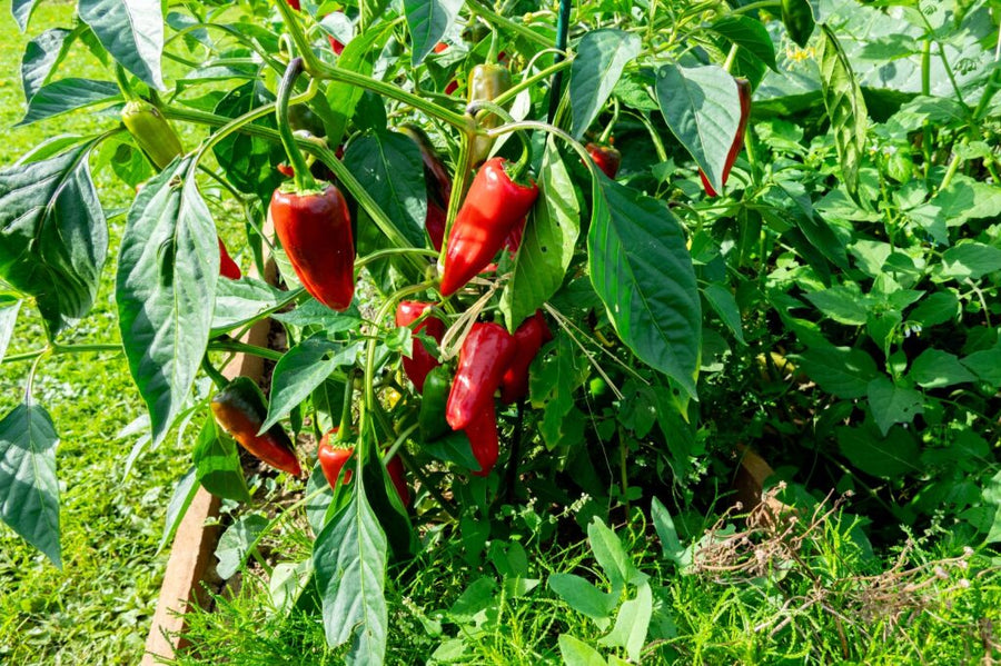 PIMENT - ESPELETTE