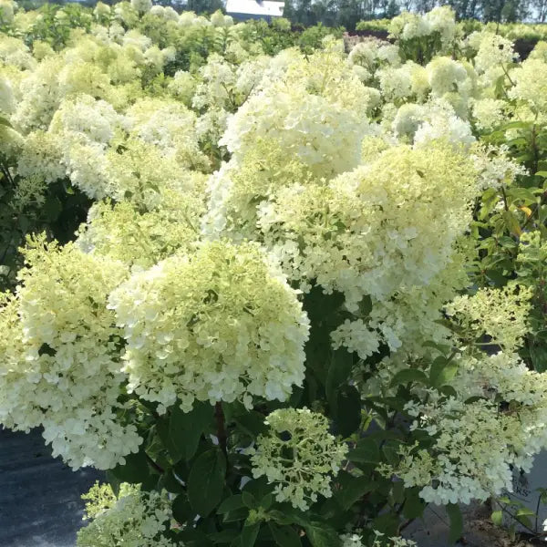 HYDRANGEA PANICULATA - BOBO