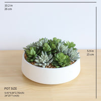 FAUX SUCCULENT SET IN WHITE LOW POT INTERIOR DECORATION