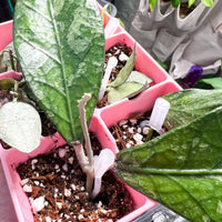 EPINGLES DE PROPAGATION DES PLANTES (EPINGLE A FRAISES) (ENSEMBLE DE 100)