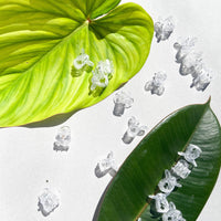 CLIPS DE PLANTES TRANSPARENTS (LOT DE 50)