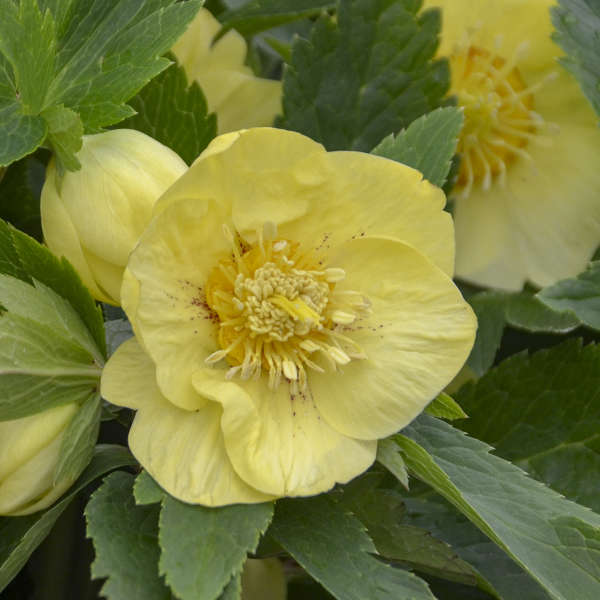 HELLEBORE - CALIFORNIA DREAMING
