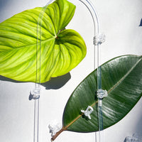 CLIPS DE PLANTES TRANSPARENTS (LOT DE 50)