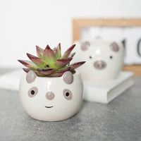 POT - AMIMAL
