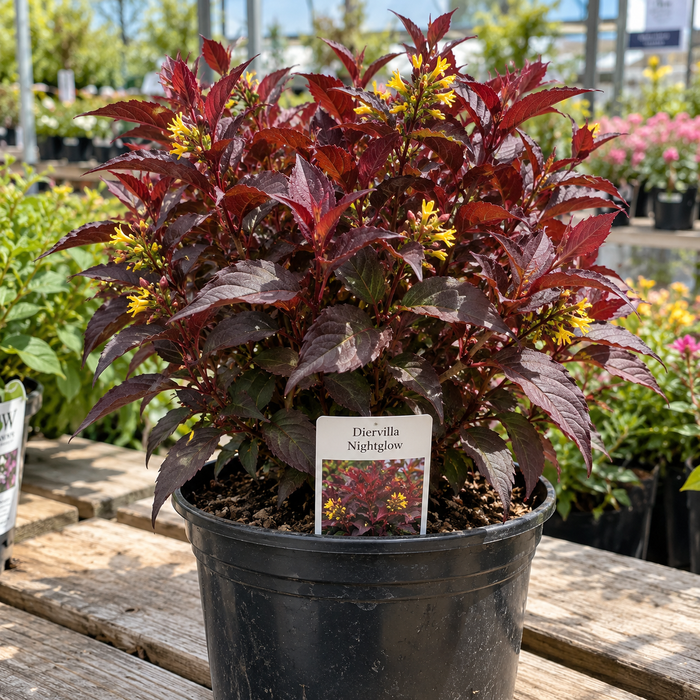 DIERVILLA SPLENDENS NIGHTGLOW