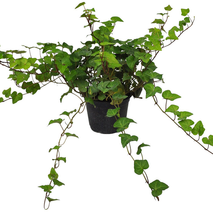 LIERRE - HEDERA HELIX