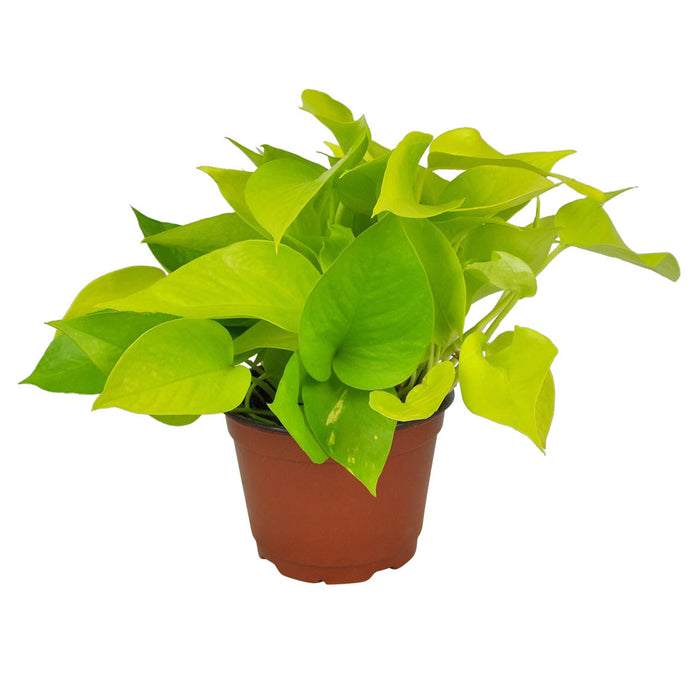 le pothos POTHOS NEON – Centre Jardin Cloutier