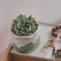 CACHE-POT - LOTUS VERT LAITEUX