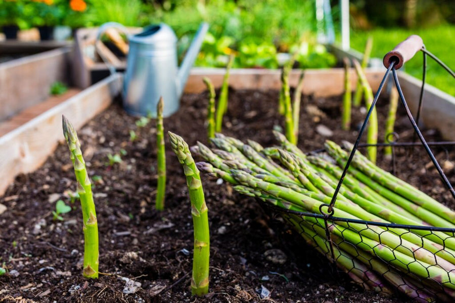 ASPERGE