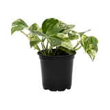 POTHOS - MARBLE QUEEN