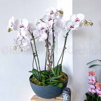 Arrangement de pierres d'onyx (4 ou 5) ARRANGEMENT PHALAENOPSIS