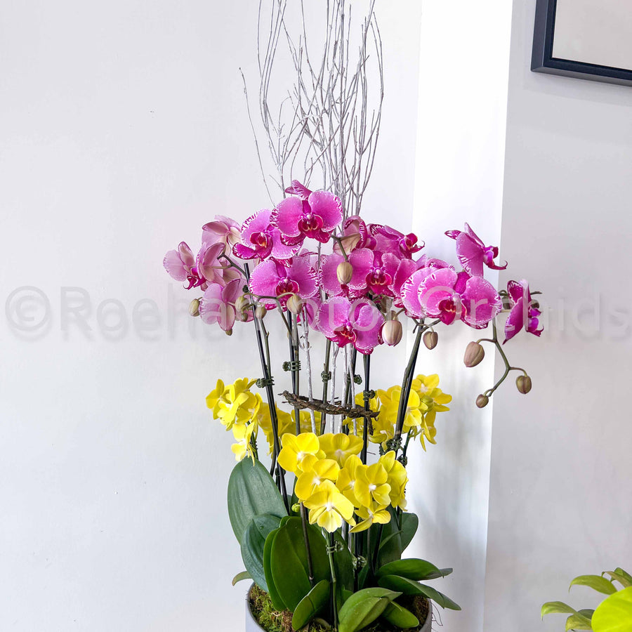 PHALAENOPSIS