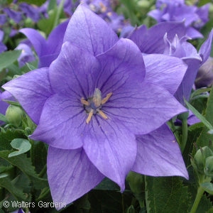 PLATYCODON GRANDIFLORUS - ASTRA DOUBLE BLUE