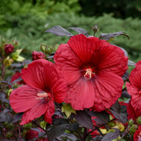 HIBISCUS SUMMERIFIC HOLY GRAIL