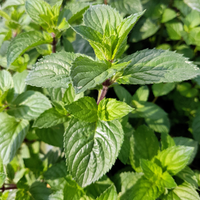 MENTHE - POIVREE