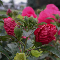 HIBISCUS - SUMMER IN PARADISE