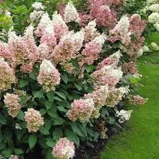 HYDRANGEA PANICULATA - CANDELABRA BE