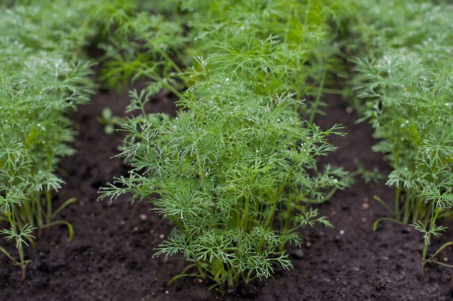 DILL