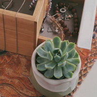 CACHE-POT - LOTUS VERT LAITEUX