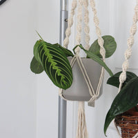 SUPPORT POUR PLANTES EN MACRAMÉ | JARDINIÈRE SUSPENDU D'INTÉRIEUR