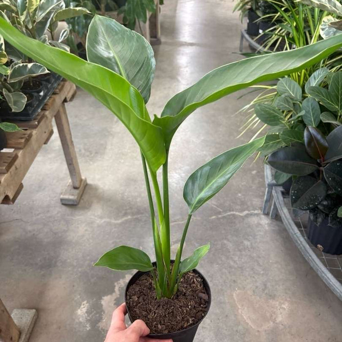 STRELITZIA NICOLAI