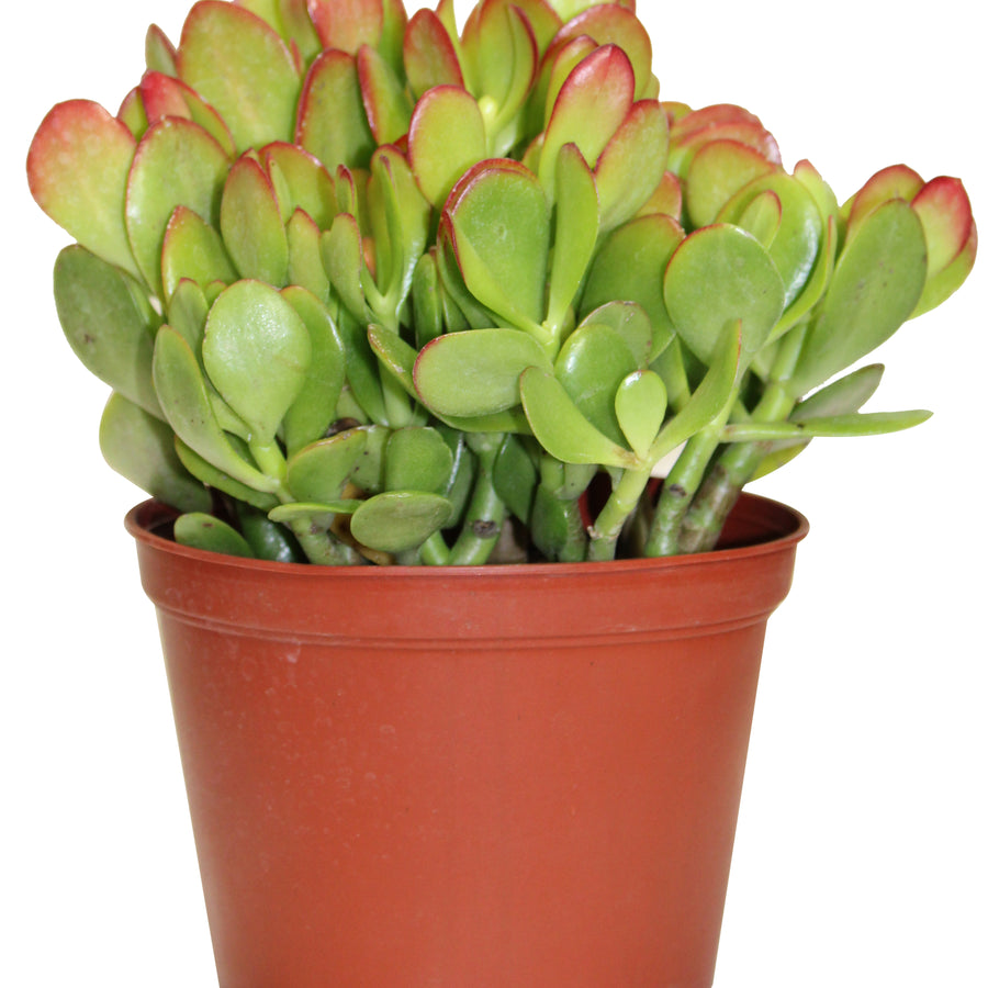 CRASSULA PREMIUM