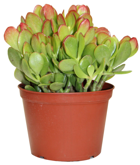 CRASSULA PREMIUM