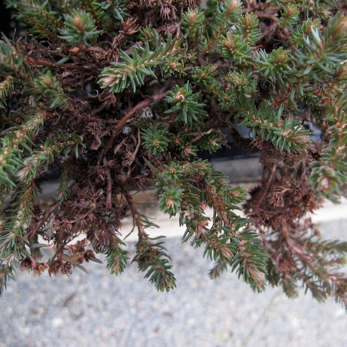 SEDUM POLYTRICHOIDES - CHOCOLATE BALL