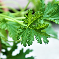 GERANIUM - CITROSA
