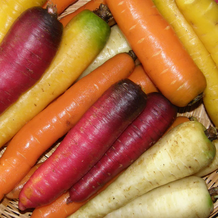SEMENCES BIOLOGIQUES: CAROTTE EN MÉLANGE