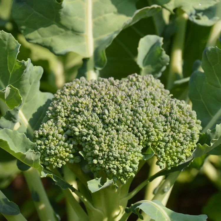 SEMENCES BIOLOGIQUES: BROCOLI GOLIATH