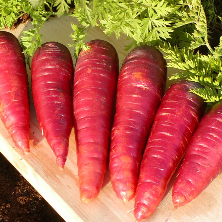 SEMENCES BIOLOGIQUES: CAROTTE PURPLE DRAGON