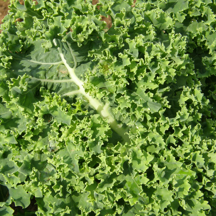 SEMENCES BIOLOGIQUES: CHOU FRISÉ - KALE DWARF BLUE SCOTCH