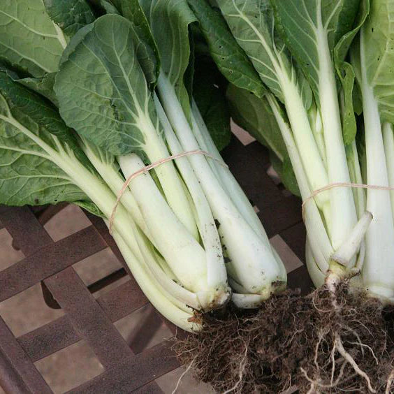 SEMENCES BIOLOGIQUES: CHOU CHINOIS PAK-CHOI PRIZE