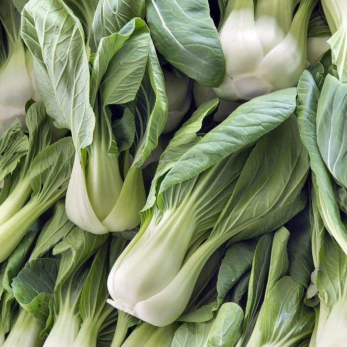 SEMENCES BIOLOGIQUES: CHOU CHINOIS PAK-CHOI SHANGHAI