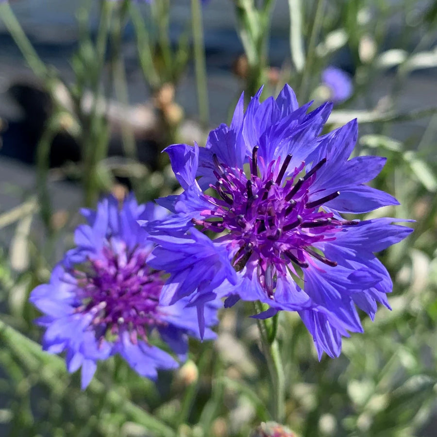 SEMENCES BIOLOGIQUES: CENTAURÉE BLEUET