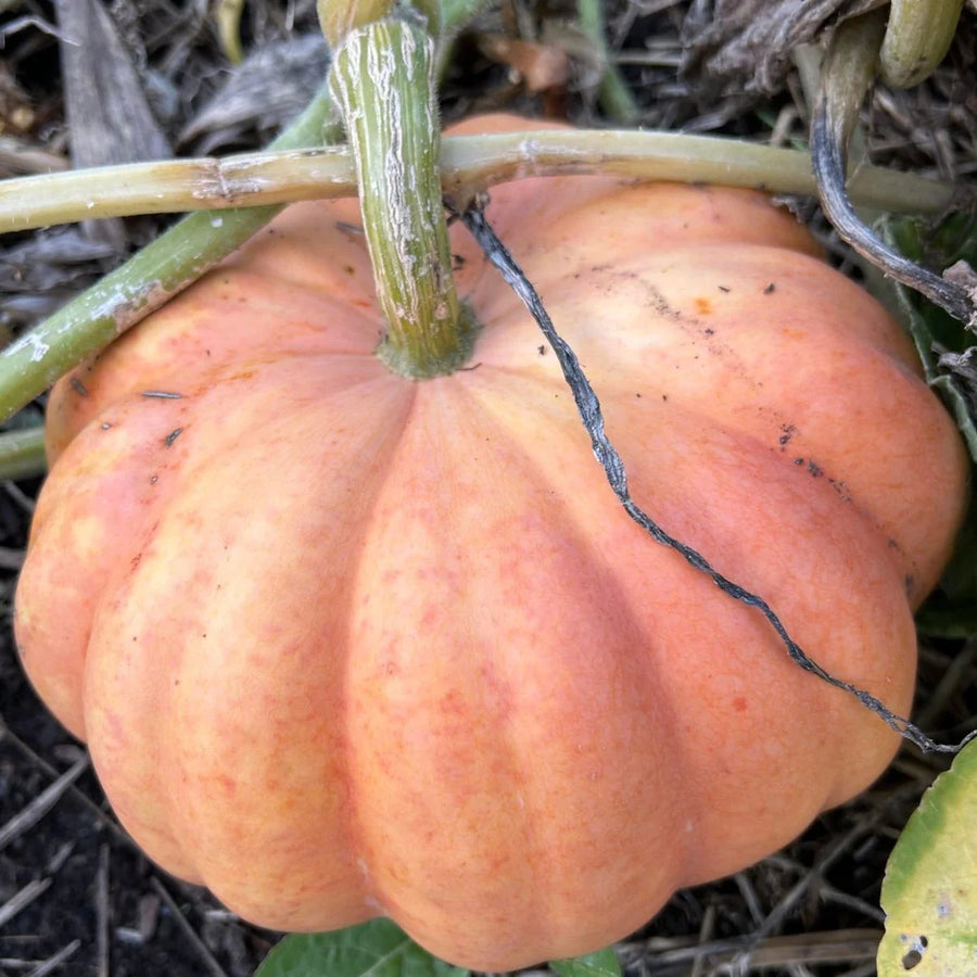 SEMENCES BIOLOGIQUES: CITROUILLE MORANGA