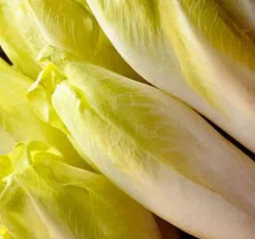 SEMENCES BIOLOGIQUES: CHICORÉE ENDIVE DE BRUXELLES