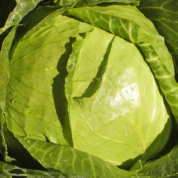 SEMENCES BIOLOGIQUES: CHOU POMMÉ COPENHAGEN