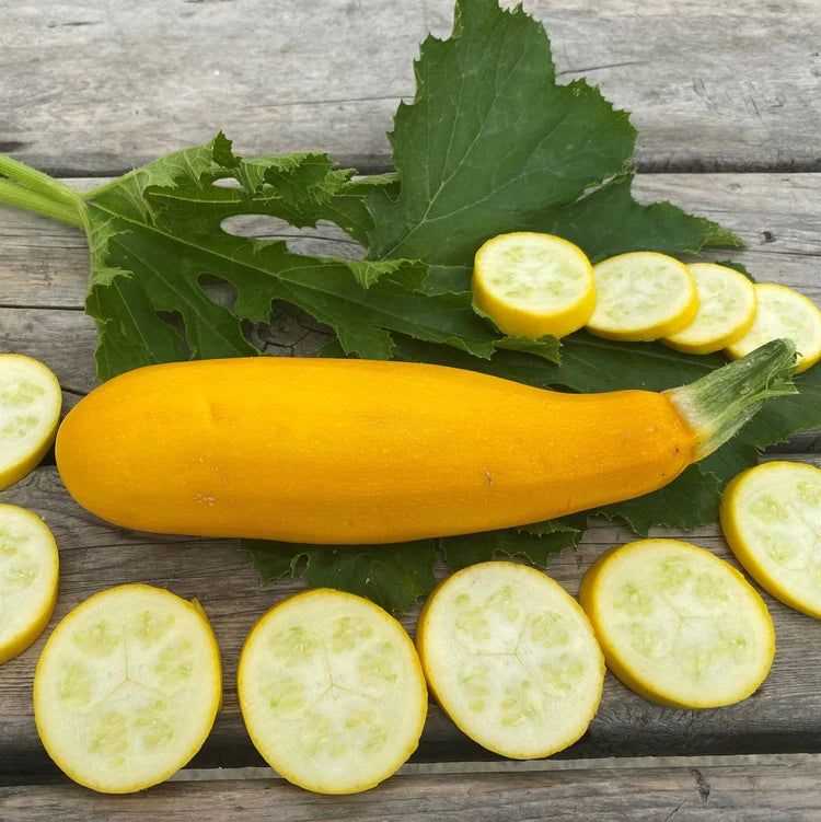 SEMENCES BIOLOGIQUES: COURGETTE JAUNE