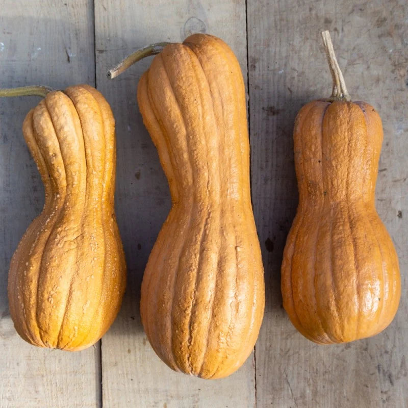 SEMENCES BIOLOGIQUES: COURGE BUTTERNUT VIOLINA